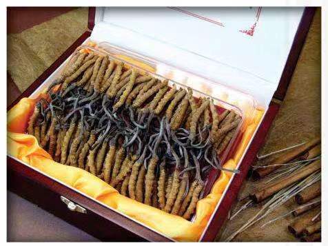 华龙冬虫夏草回收